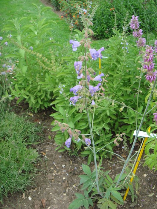 Salvia ringens